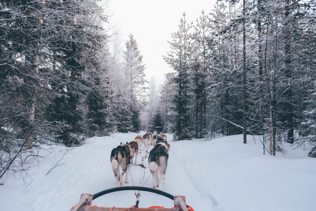 finlande foret