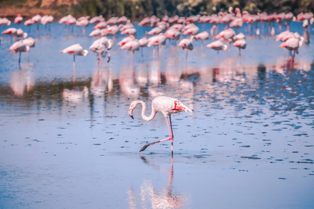 camargue france en famille